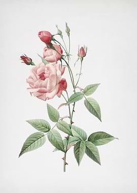 Common Rose of India