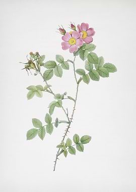 Pink Sweetbriar Roses