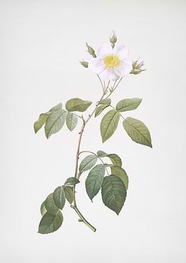 Big Leaved Climbing Rose