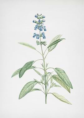 Blooming Sage Plant