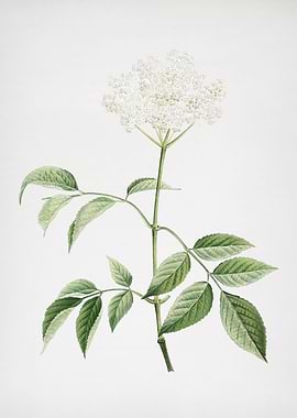 Blooming Elderflower Tree