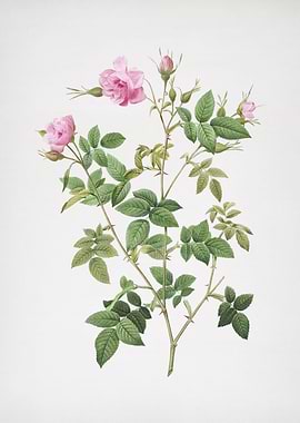 Pink Flowering Rosebush