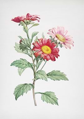 Blooming Red Aster Flowers