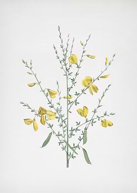 Yellow Broom Flowers