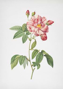 Variegated French Rosebush