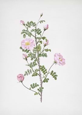 Pink Scotch Briar Rose