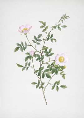 Pink Hedge Rose in Bloom