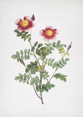 Variegated Burnet Rose