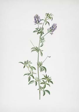 Spanish Clover Bloom