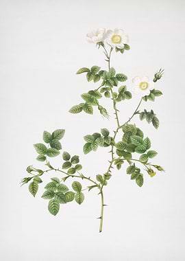 White Sweetbriar Rose