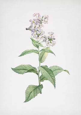 White Gillyflower Bloom