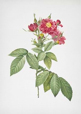 Blooming Boursault Rose