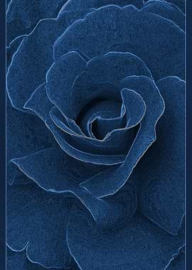 Velvet blue rose