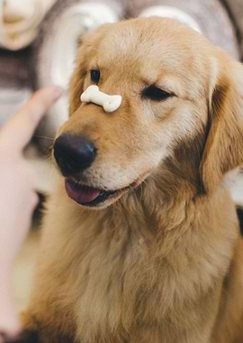 Dog balancing cookie