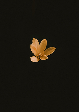 Minimalist Flower