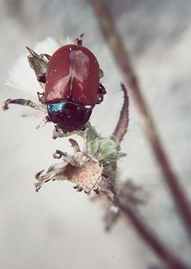 Red beetle