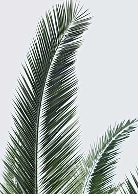 Palm Frond