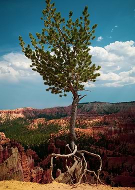 Desert tree