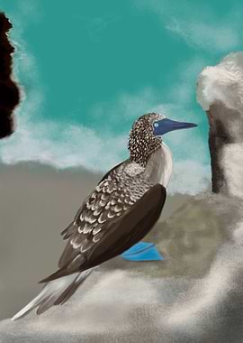 Piquero patas azules