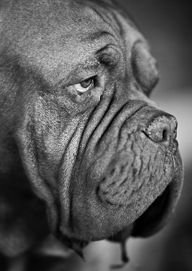 Gray scale closeup of dog