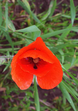 Poppy at dawn