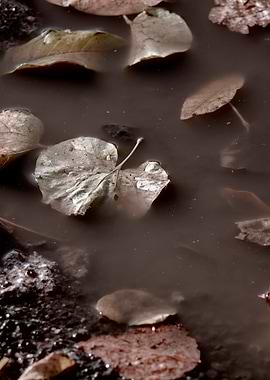 leaf in the puddle