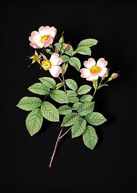 Short Styled Field Rose