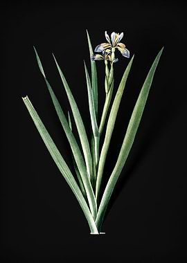 Vintage Stinking Iris