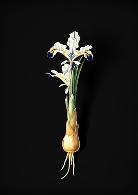 Vintage Iris Persica