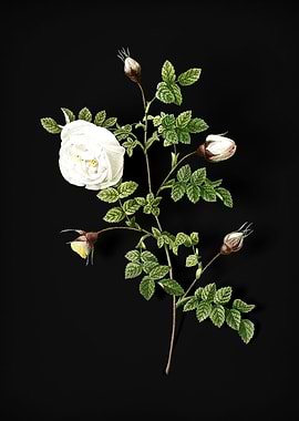 Silver Flowered Hispid Ros