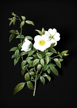 White Rose of Snow