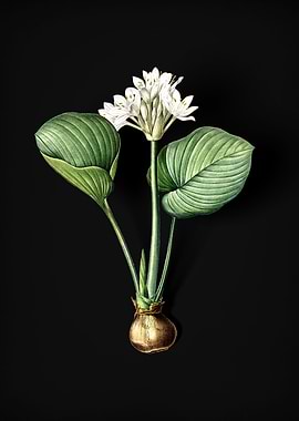 Vintage Cardwell Lily