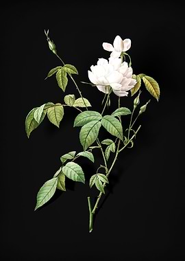 Vintage White Bengal Rose