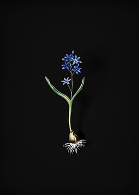 Vintage Alpine Squill