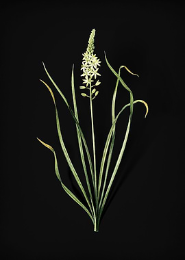 Vintage Wild Asparagus