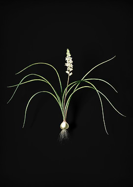 Lachenalia Angustifolia