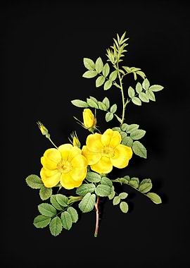 Yellow Sweetbriar Roses
