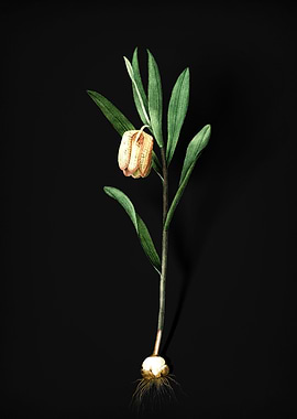 Fritillaria Latifolia