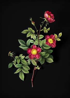 Blooming Alpine Rose