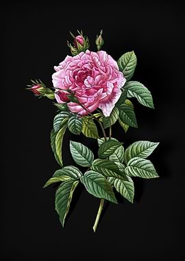 Blooming Pink French Rose