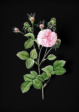 Blooming Pink Agatha Rose