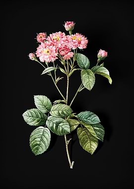 Vintage Pink Rosebush