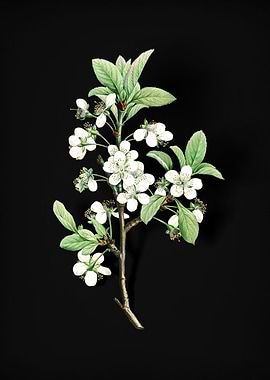 Vintage White Plum Flower