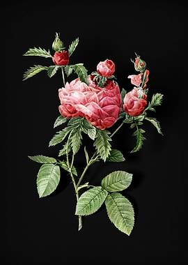 Vintage Cabbage Rose