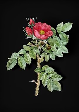 Vintage Kamtschatka Rose