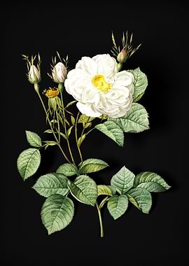 Vintage White Rose of York