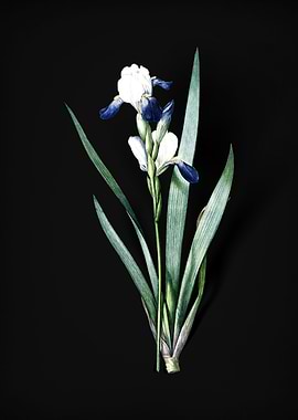 Vintage Tall Bearded Iris