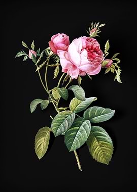 Pink Cabbage Rose de Mai