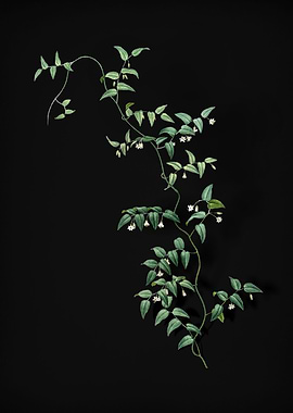 Vintage Bridal Creeper