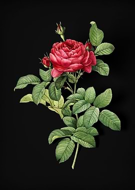 Red Gallic Rose